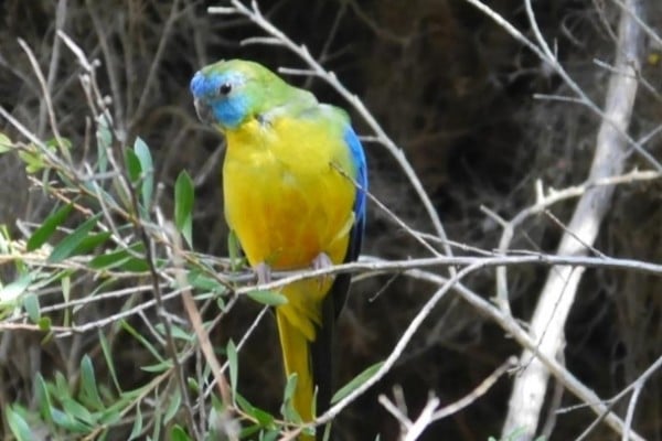 Turquoise Parrot